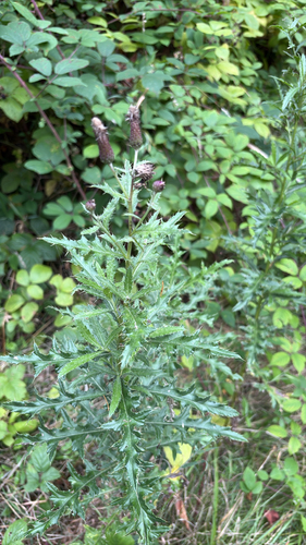 creeping thistle