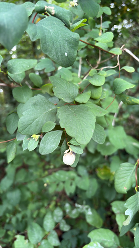 Common Snowberry