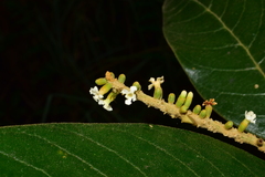 Citharexylum subflavescens