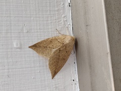 Descoreba simplex