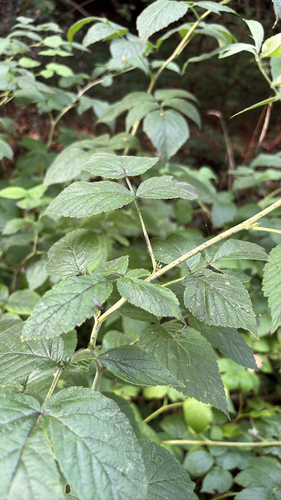 red raspberry