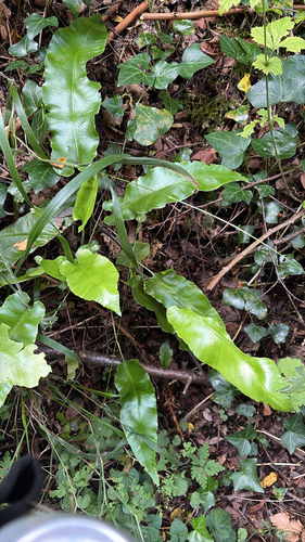 Hart's-tongue fern