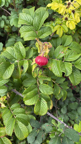 rugosa rose
