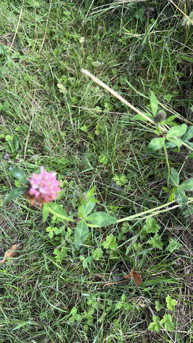Red Clover