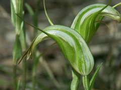 Pterostylis ampliata