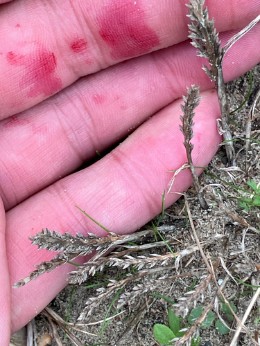 Catapodium marinum, photograph 2