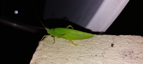 Brunneriana opaca