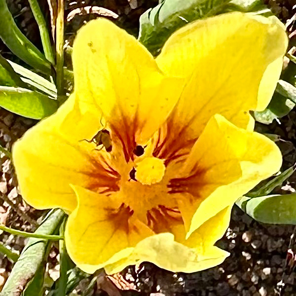 Romulea triflora, Western Cape, ZA