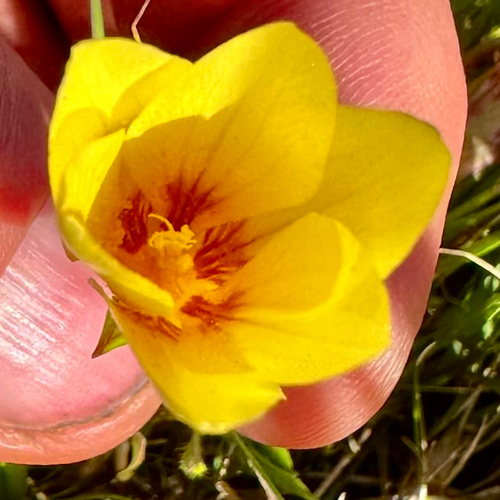 Romulea triflora