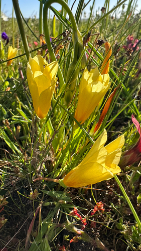Romulea triflora
