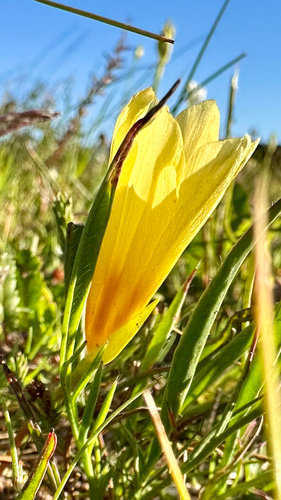 Romulea triflora
