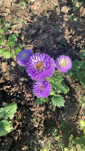 Chinese Aster
