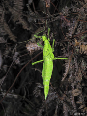 Heteropteryx dilatata