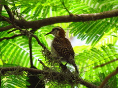 Campylorhynchus rufinucha