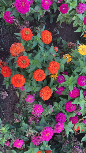 Elegant Zinnia