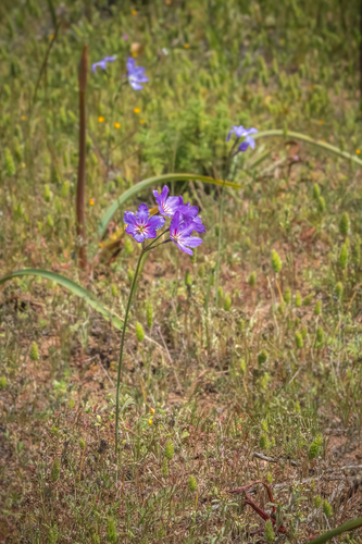 Leucocoryne purpurea, photograph 6