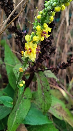 Dark Mullein