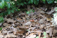 Plestiodon laticeps