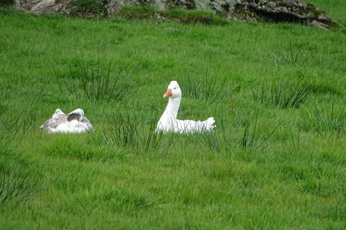 iNaturalist image
