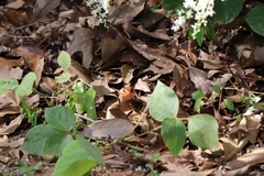 Plestiodon laticeps