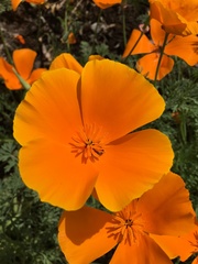 Eschscholzia californica