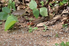 Plestiodon laticeps