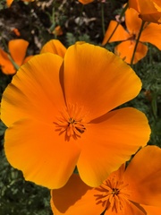 Eschscholzia californica