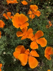Eschscholzia californica