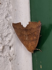 Goniocraspidum pryeri