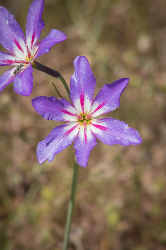 Leucocoryne purpurea, photograph 3