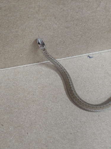 DeKay's Brownsnake