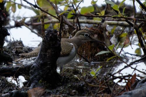 Common Sandpiper