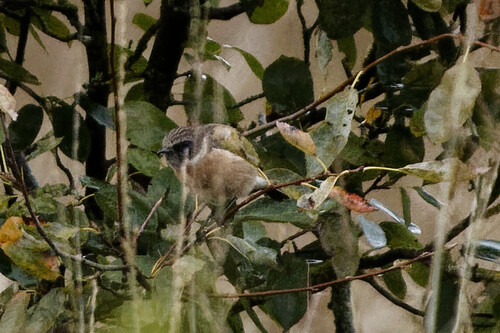 European Stonechat