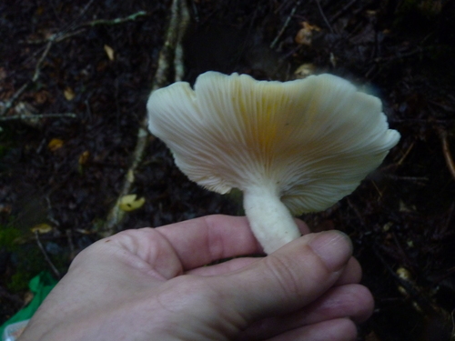 Lynx Paw Oyster
