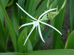Hymenocallis littoralis