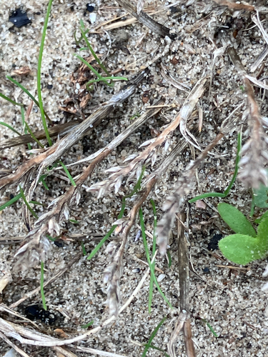 Catapodium marinum, photograph 1