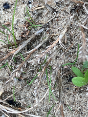 Catapodium marinum