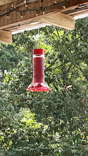 Ruby-throated Hummingbird