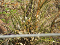 Encyclia adenocarpa