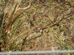 Encyclia adenocarpa