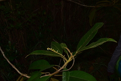 Citharexylum subflavescens