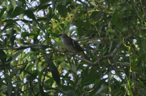 Yellow-vented Bulbul