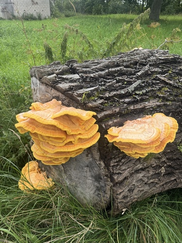 chicken of the woods