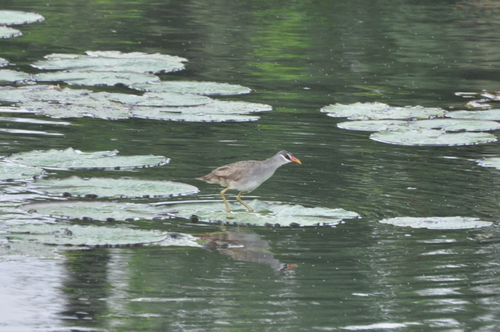 White-browed Crake