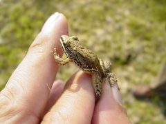 Leptodactylus fragilis