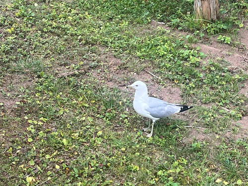 Ring-billed Gull