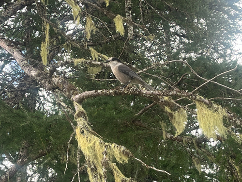 Canada Jay