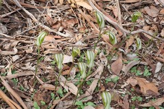 Pterostylis ampliata