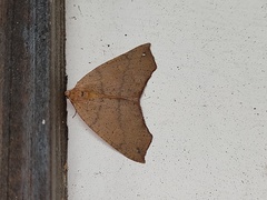 Goniocraspidum pryeri