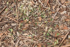 Pterostylis ampliata